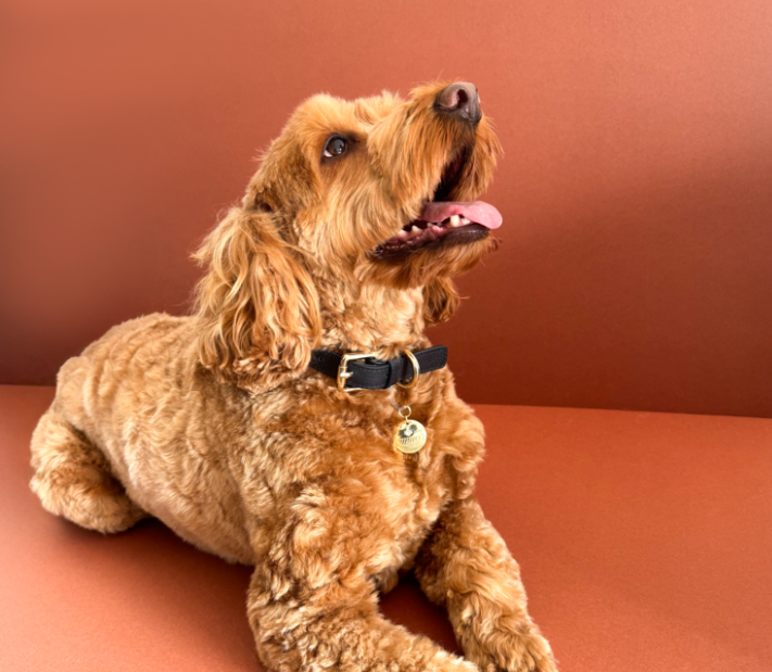 Introducing Emmy London's Luxury Leather Dog Collars card image